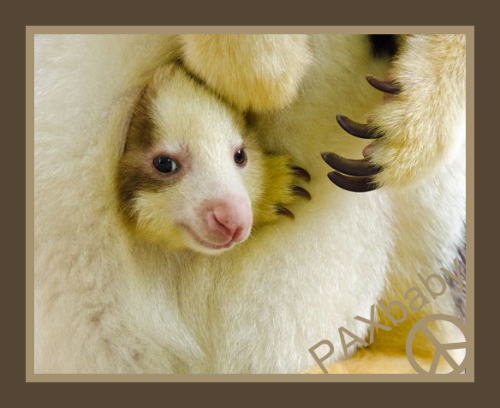 PAXbaby Kangaroo baby